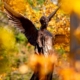 The Beneficence statue surrounded by fall foliage on Ball State University’s campus