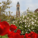 Shafer Tower with red and white flowers