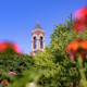 Bell Tower and blue sky with orange flowers in the foreground.
