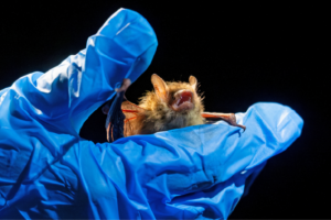 A bat is being held by a blue gloved hand.